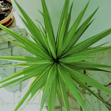 Bliss White House * Sintra