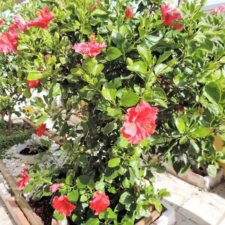 Tatil Evi Bliss White House Sintra