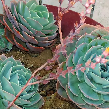 Bliss White House بيت للعطل *