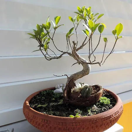 Tatil Evi Bliss White House