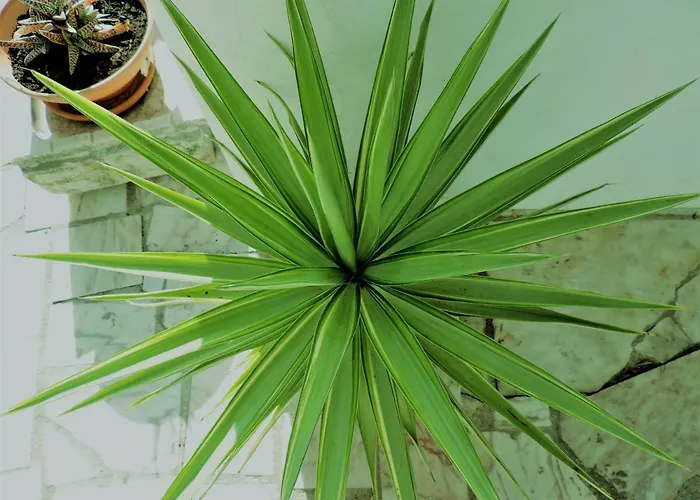 Bliss White House * Sintra